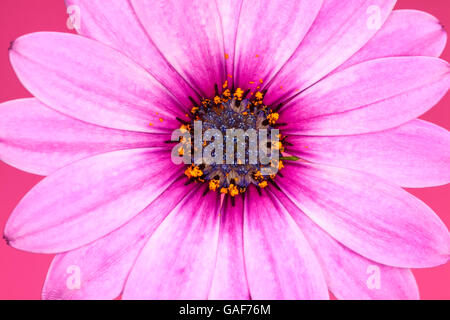 Close up di cape daisy fiori isolati su uno sfondo rosa Foto Stock