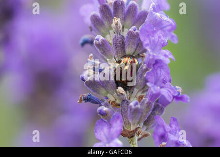 Il rosmarino Beetle (Chrysolina americana) sulla lavanda. Foto Stock