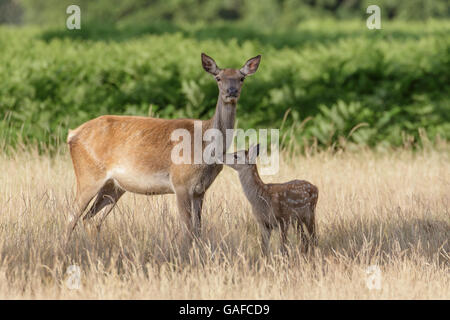 Il cervo (Cervus elaphus) femmina hind mamma madre e bambino piccolo vitello mantenendo vicino insieme. Foto Stock