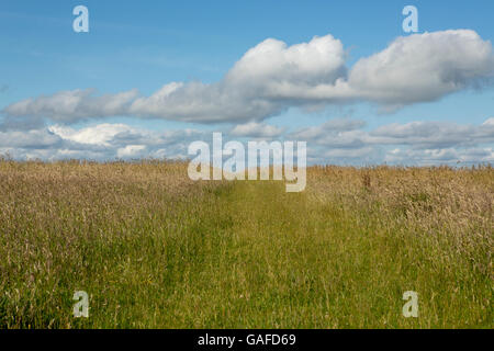 Percorso indistinto attraverso un prato selvatico. Erbe e fiori selvatici su una giornata d'estate con cielo blu e nuvole bianche. Foto Stock