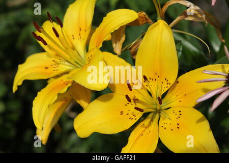 Daylilies in Hyde Park, Chicago, IL, Stati Uniti d'America Foto Stock