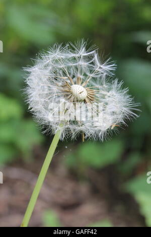 Un morto tarassaco al Morton Arboretum in Lisle, Illinois, Stati Uniti d'America Foto Stock