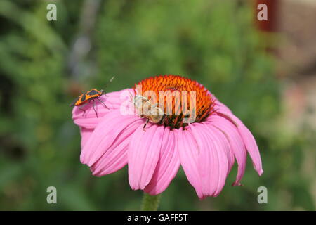 Un arancio e nero tignola e un'ape seduto su un viola coneflower presso il Morton Arboretum in Lisle, Illinois, Stati Uniti d'America Foto Stock