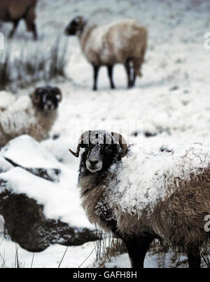 Pecore coperte di neve sui Pennines del nord-est dell'Inghilterra oggi come la neve cade in molte parti del Regno Unito. Foto Stock