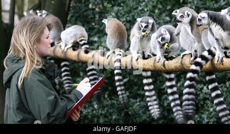 Chloe Inskip inizia la borsa annuale con i lemuri a coda d'anello allo zoo di Chester. Foto Stock