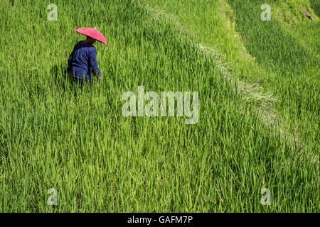 Il Banaue terrazze di riso sono un ottimo esempio di vivere un paesaggio culturale che può essere tracciato come lontano come due millenni fa Foto Stock