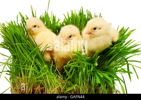 Tre piccoli polli giallo in erba verde, isolato su sfondo bianco Foto Stock