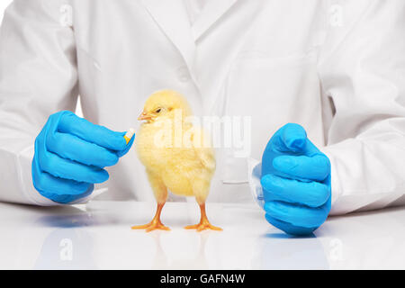 Piccolo giallo pollo getting pillola da veterinari mano su sfondo bianco Foto Stock