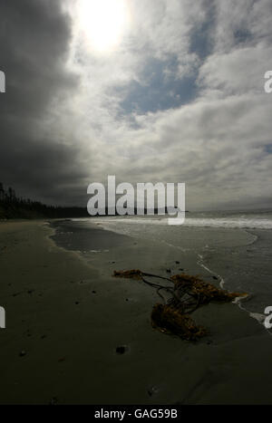 Florencia bay. Tofino. Isola di Vancouver. British Columbia. Canada Foto Stock