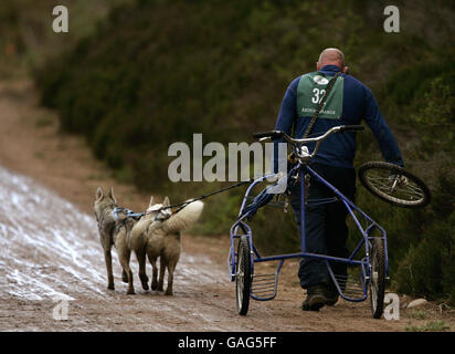 Un concorrente cammina verso la linea di arrivo dopo aver perso la ruota anteriore dal suo carrello mentre partecipa al 25° Aviemore Sled Dog Rally a Glenmore Forest Park sulle rive del Loch Morlich, vicino Aviemore. Foto Stock