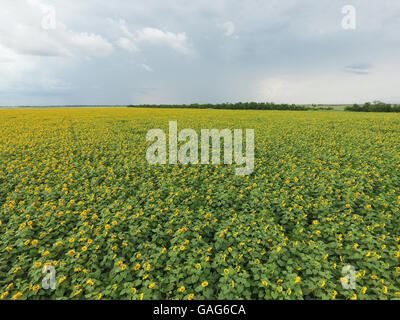 Campo di girasoli. Vista aerea di campi agricoli fioritura semi oleosi. Vista dall'alto. Foto Stock