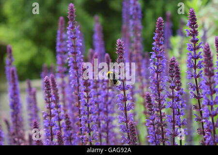 Bumblebee sui fiori viola Foto Stock