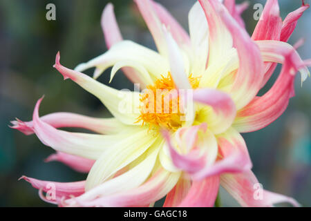 Dahlia 'My Beverly' rosa un fiore giallo macro Foto Stock