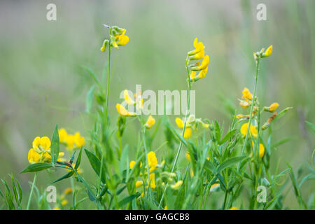 Meadow vetchling (Lathyrus pratensis) in prato. Elemento di scomposizione della famiglia di pisello (Fabaceae), con fiori di colore giallo Foto Stock