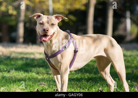 Bel ritratto di un American Staffordshire terrier. Foto Stock