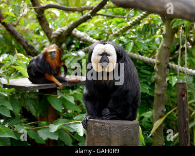 Una scimmia di Saki, Simia pithecia Linneo, seduto su un log con una testa di Golden Lion Tamarin guardando in background Foto Stock