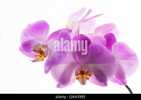 Rosa fresca phalaenopsis orchidee ramo su sfondo bianco. Cornice di fiori. Sfondo di fiori. Bouquet di fiori. Biglietto di auguri. Moth Foto Stock