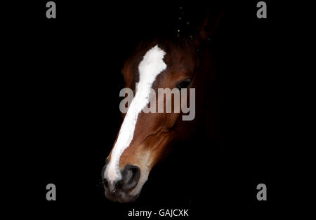 Kauto Star al Paul Nicholls Stables a Ditcheat, Somerset. Foto Stock