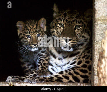 Ascha, un leopardo di Amur con la sua 14 settimana come ancora senza nome cucciolo al Marwell Zoological Park a Winchester, Hampshire. Foto Stock