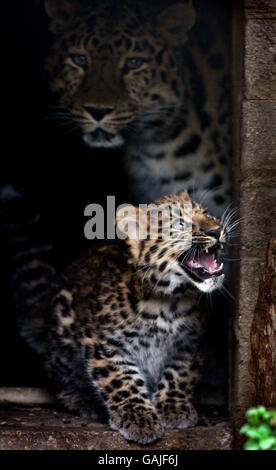 Ascha, un leopardo di Amur con la sua 14 settimana come ancora senza nome cucciolo al Marwell Zoological Park a Winchester, Hampshire. Foto Stock