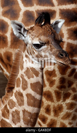 Un polpaccio di giraffa di Rothschild di cinque giorni è l'ultimo arrivo al Woburn Abbey Safari Park, presentato per la prima volta al pubblico oggi. Foto Stock