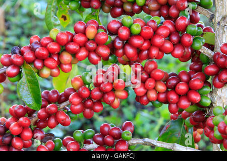 Albero di caffè con chicco di caffè sulla piantagione di caffè Foto Stock