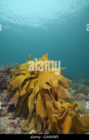 Brown kelp sul fondo roccioso Foto Stock