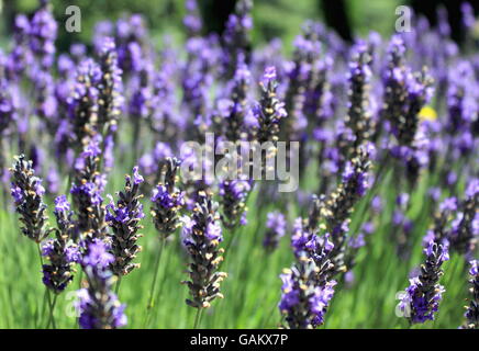 Campo di lavanda Foto Stock