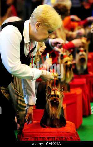 Esposizione canina Crufts Foto Stock