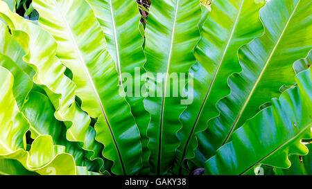 La felce Asplenium nidus naturale tropicale di piante Foto Stock