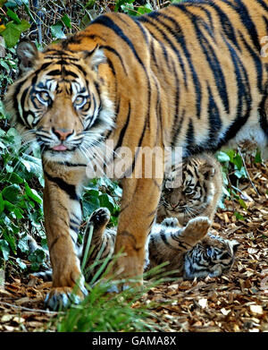 Rara tigre di Sumatra cubs a Chessington World of Adventures Foto Stock