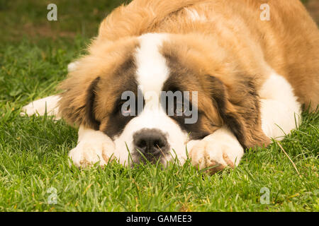 San Bernardo cucciolo di cane in un parco. Un simpatico momento. Foto Stock