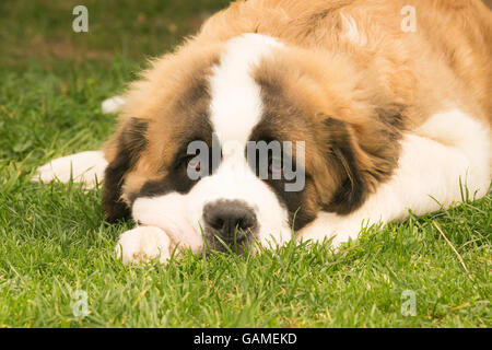 Grazioso cucciolo di cane san Bernardo in appoggio a un parco. Foto Stock