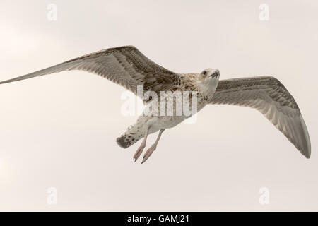 Giovani seagull ritratto in alto nel cielo a volare con ali aperte. Foto Stock