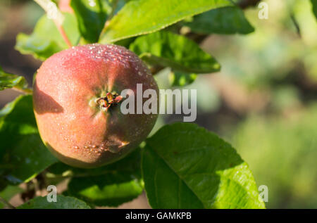 Apple cresce sul ramo con foglio verde e goccia d'acqua Foto Stock