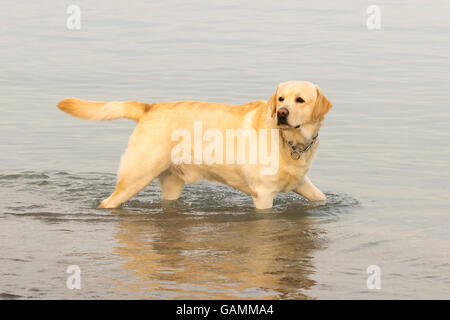 Il Labrador cane divertendosi al mare. Foto Stock