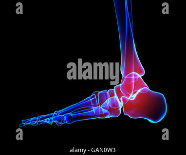 Caviglia doloroso - scheletro x-ray 3D illustrazione concetto medico. Foto Stock