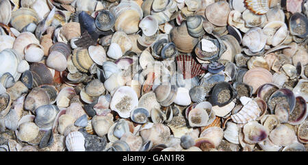 Molte conchiglie sulla riva della spiaggia in mare in estate Foto Stock