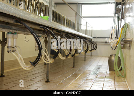 Sala di mungitura per pecore e capre in un allevamento di ovini in moderna azienda agricola Foto Stock