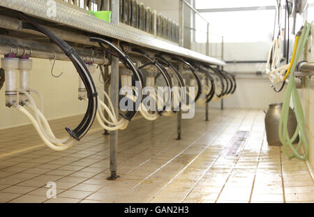 Sala di mungitura per pecore e capre in un allevamento di ovini in moderna azienda agricola Foto Stock