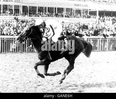 Corse di cavalli - Il Grand National - Eglinton Foto Stock