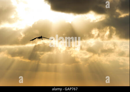 Silhouette di uccelli è una singola anima la diffusione è ali soaring contro un etereo fascio sun sky. Foto Stock