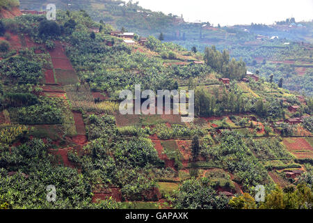 Piccoli appezzamenti, campi di piccoli agricoltori di Ruhengeri, Ruanda, Africa Foto Stock