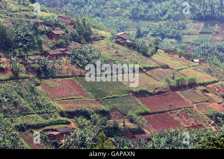 Piccoli appezzamenti, campi di piccoli agricoltori di Ruhengeri, Ruanda, Africa Foto Stock