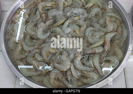 Fresche gamberi crudi Foto Stock