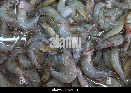 Fresche gamberi crudi Foto Stock