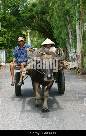 UN GIANG, VIET NAM-NOV13: Un paio di contadini che cavalcano il carretto di bufalo sulla strada di campagna, la strada con fila di alberi rendono pura, pulita al Delta del Mekong Foto Stock