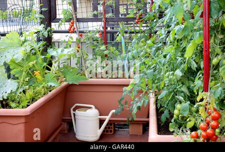 Annaffiatoio e vasi con piante di pomodori rossi in un piccolo giardino urbano su una terrazza di un appartamento di un Condominio Foto Stock