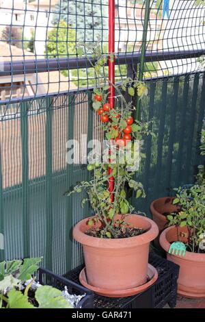 Impianto con vite rossa i pomodori in un piccolo giardino urbano sulla terrazza appartamento Foto Stock