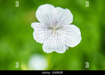 Una chiusura del fiore di un Geranium clarkei 'Kashmir White' Foto Stock